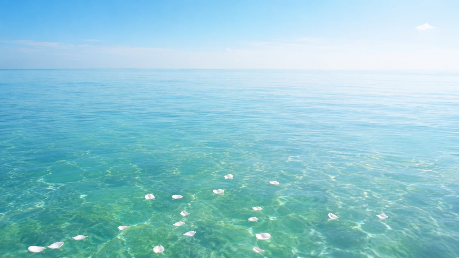 海に還す海洋散骨のイメージ